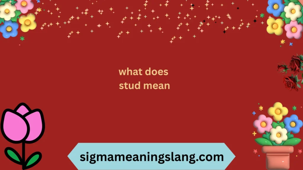what does stud mean