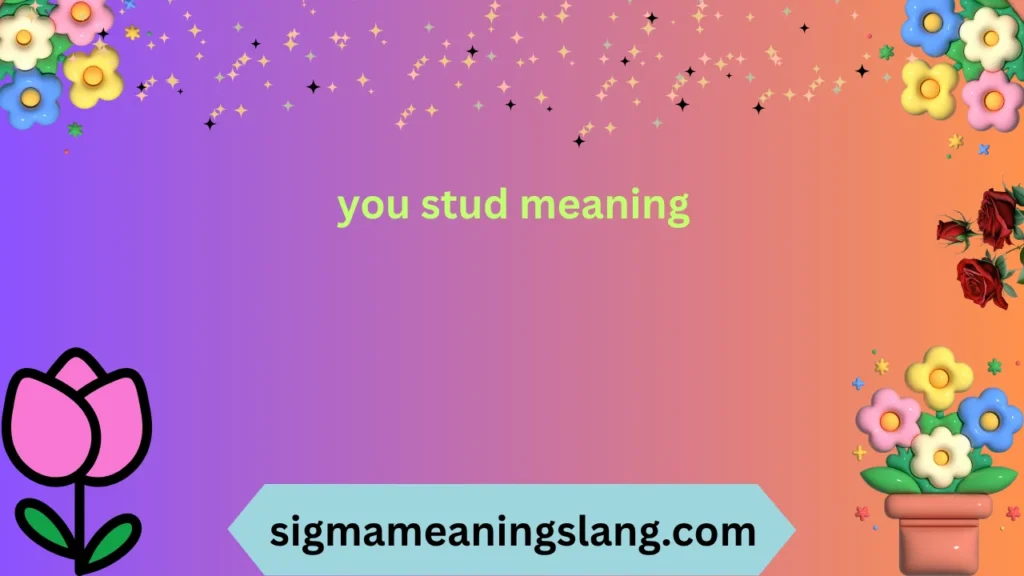 you stud meaning
